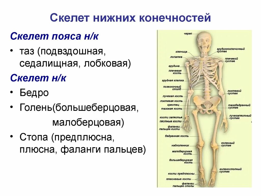 Строение и функции опорно двигательной системы клетки. Скелет туловища отделы функции кости. костная система скелет туловища. кости составляющие скелет туловища. скелет туловища человека состав костей.