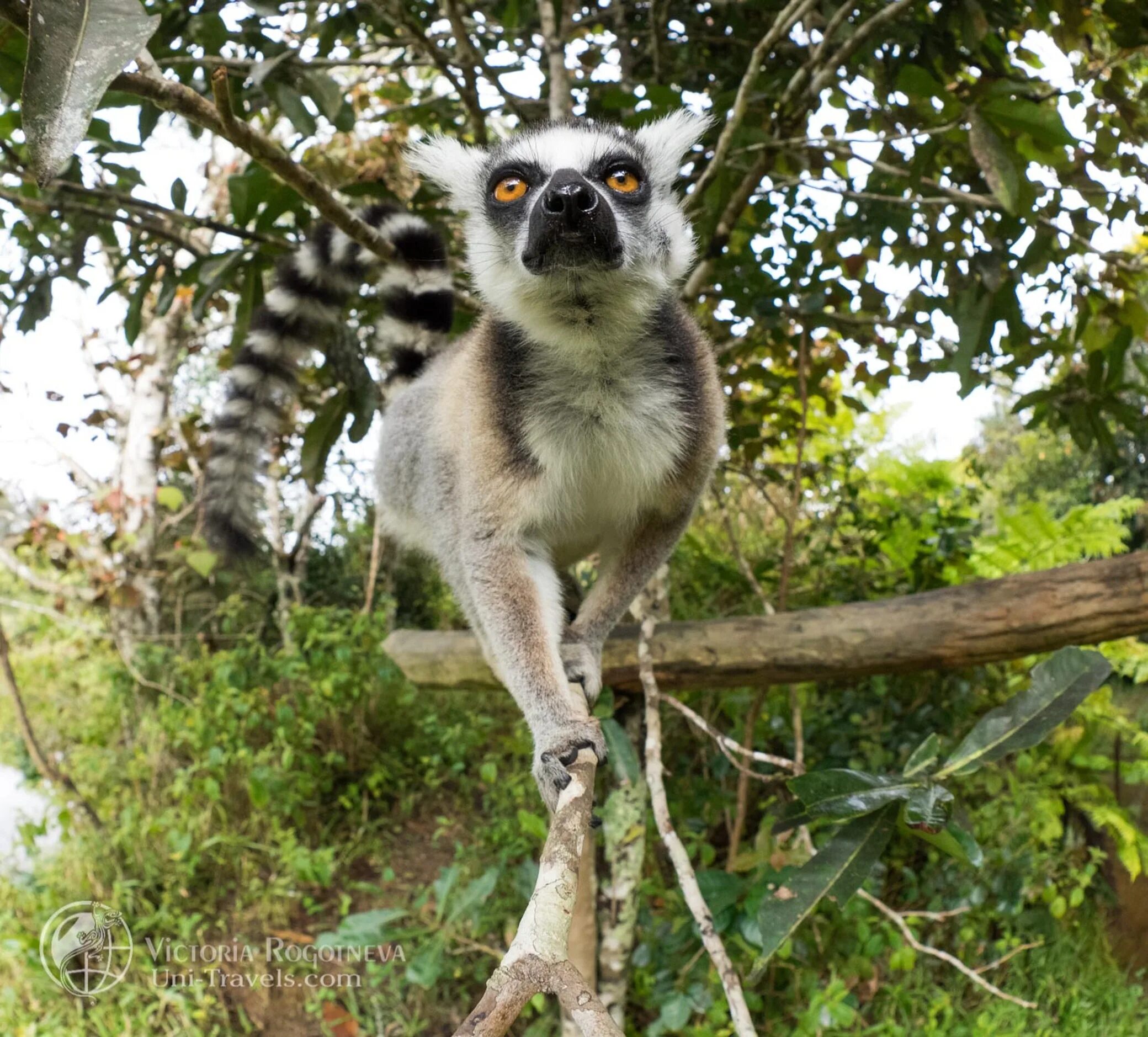 Лемур Мадагаскар. Лемуры из Мадагаскара лемуры. Серый мышиный лемур. Мышиный лемур Мадагаскар.