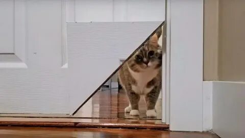Kitty door