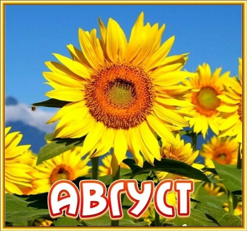 Название текста август. Август надпись. месяц август. подсолнухи. август надпись красивая.