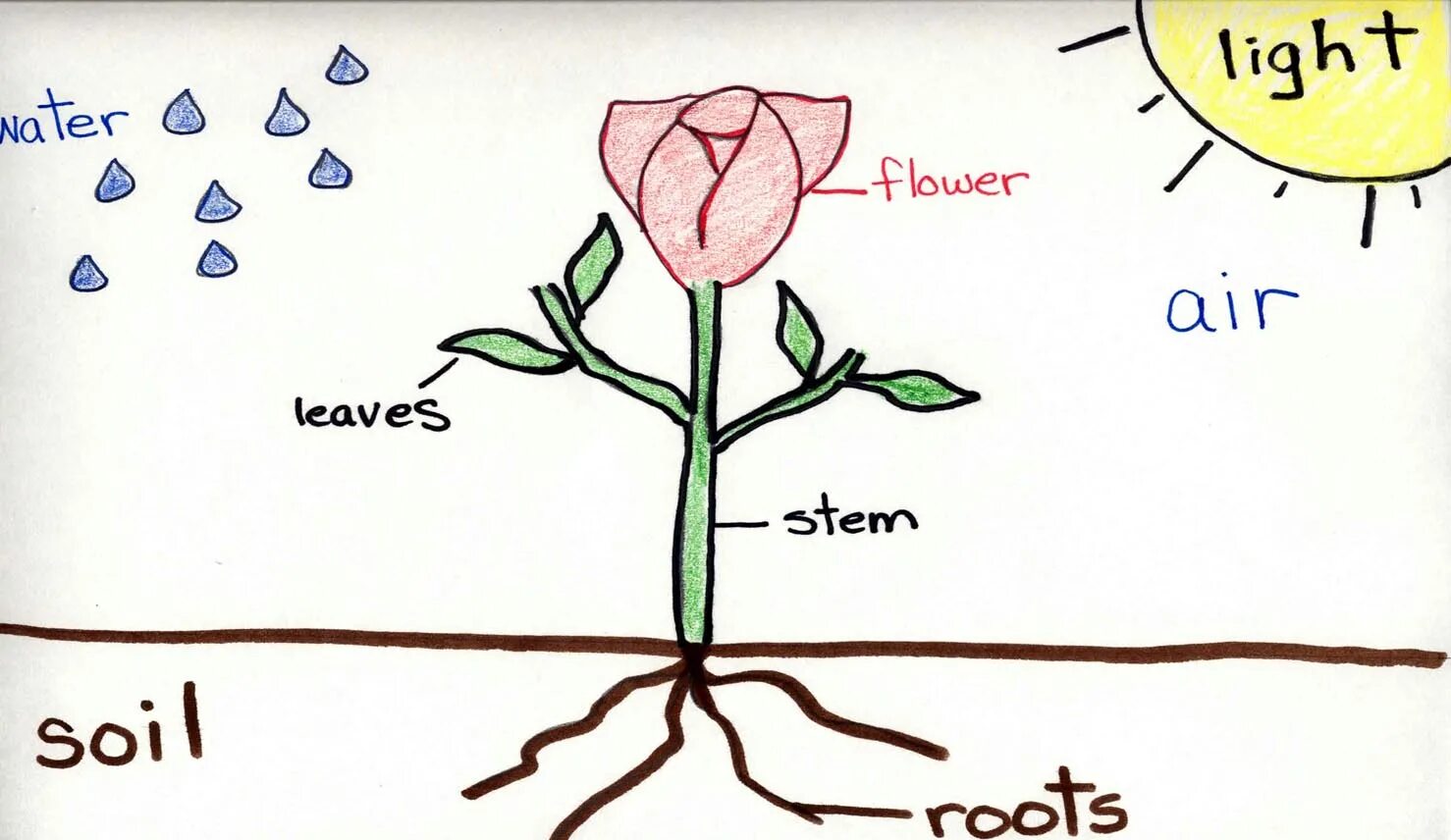 осенняя ветка. Flowers are flowers leaves are leaves. Parts of a plant. Worksheets цветы for kids. папоротник свг.