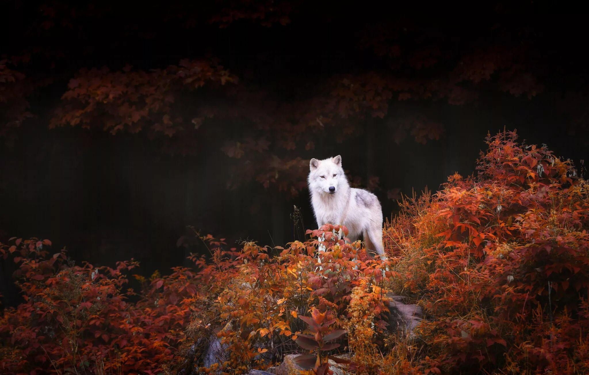 Wolf tree