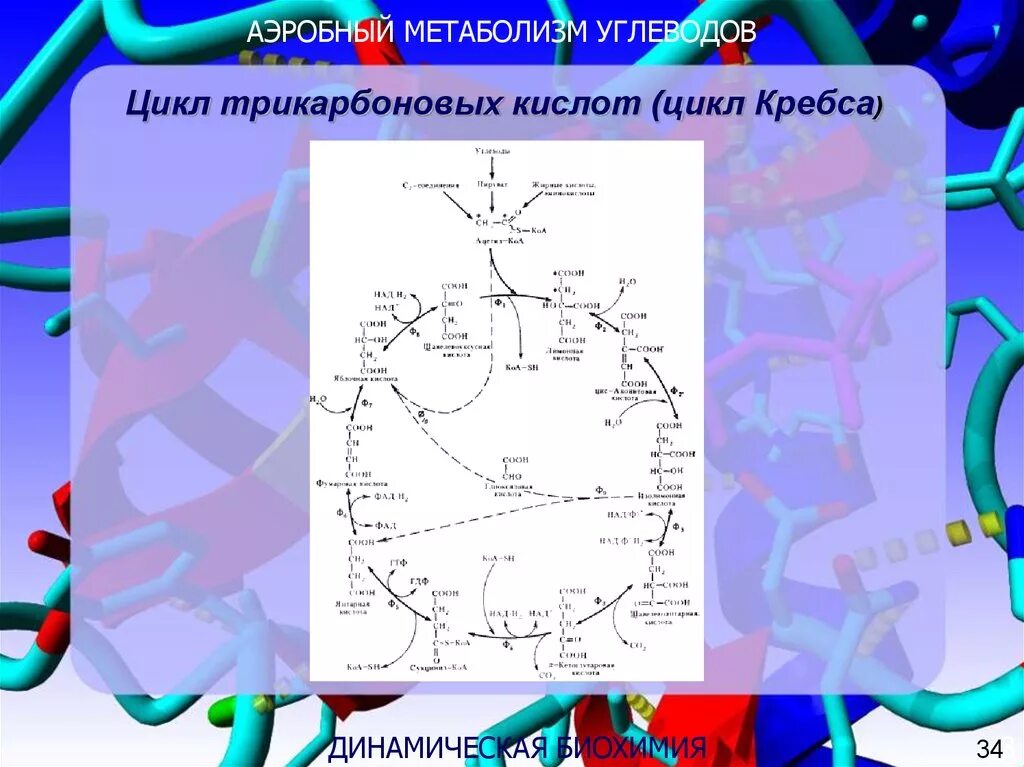 Аэробный обмен веществ. Аэробный метаболизм. Аэробный метаболизм пирувата. Аэробный Тип обмена веществ. Аэробный Тип метаболизма.