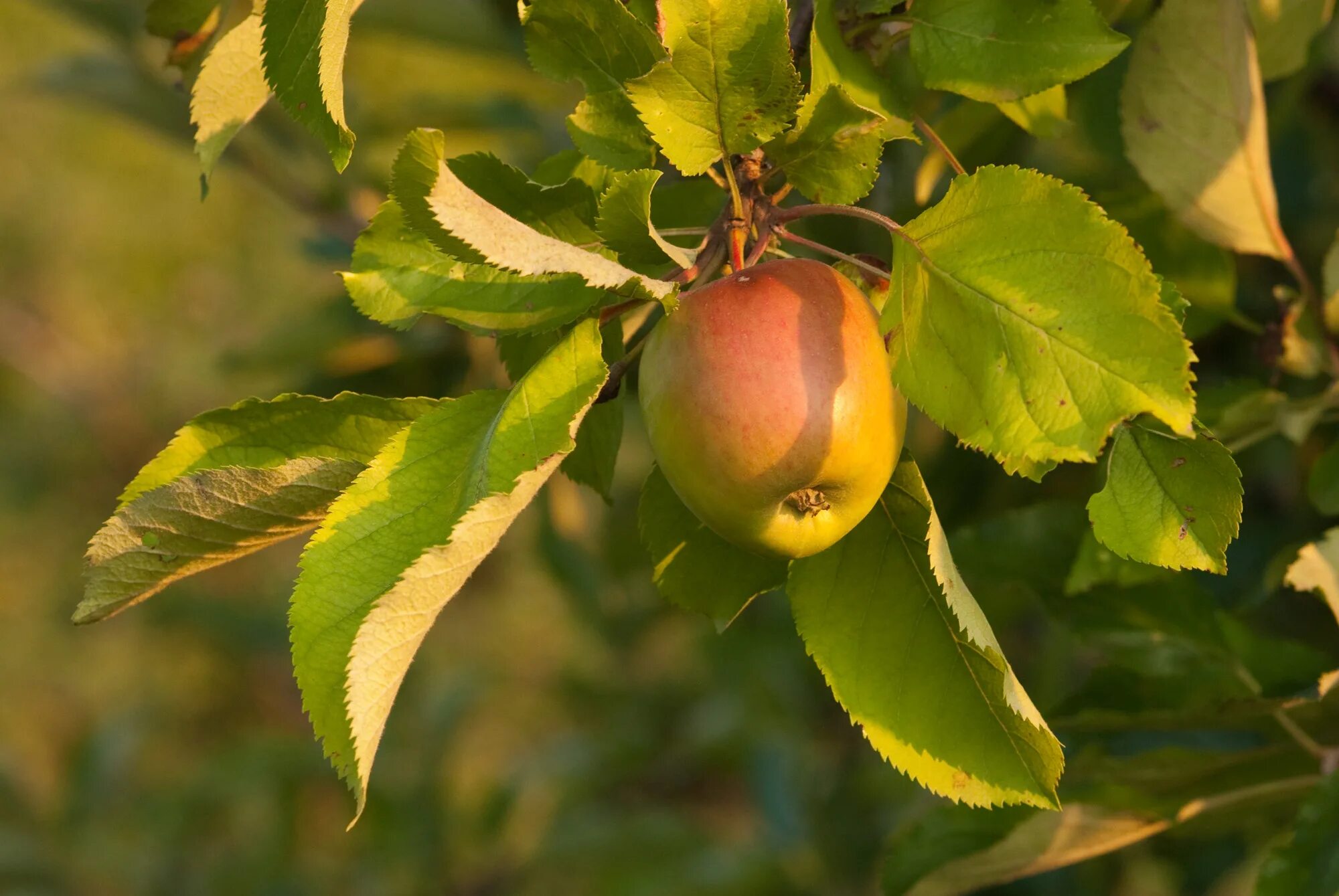 Какие листья у яблони. Яблоня восточная (malus orientalis uglitzk.). лист яблони дички. malus sylvestris побег. яблоня лесная листья.