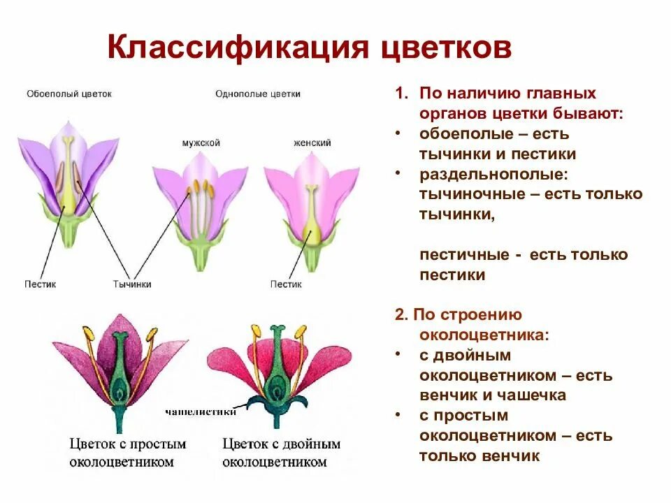 Тип тюльпана по симметрии. Однополые и обоеполые цветки. обоеполые и раздельнополые цветки. строение околоцветника однодольные. типы цветков биология 6 класс.