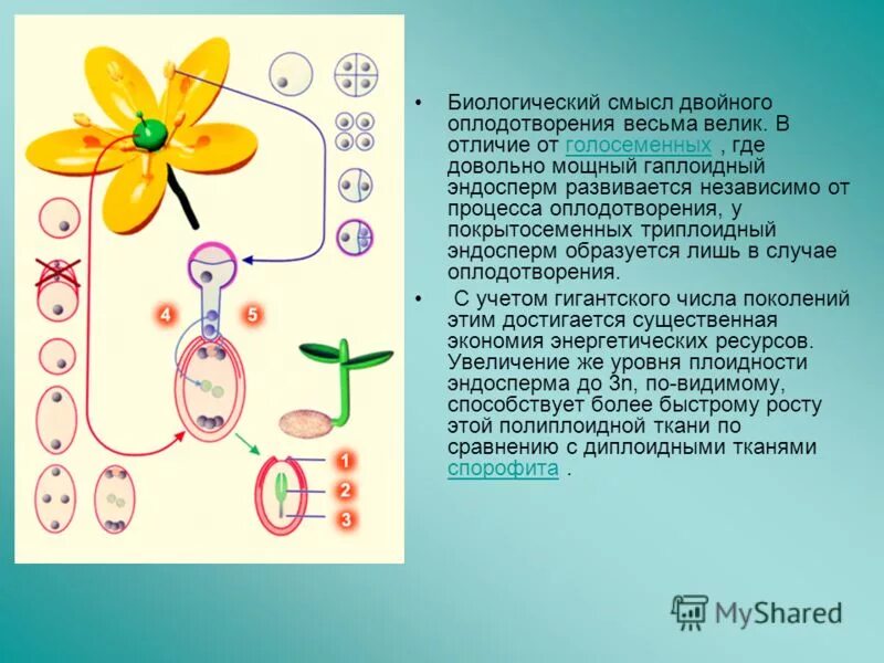 Каково биологическое значение оплодотворения. Смысл двойного оплодотворения. Триплоидный эндосперм у покрытосеменных. Смысл двойного оплодотворения у цветковых растений. Биологический смысл процесса оплодотворения.