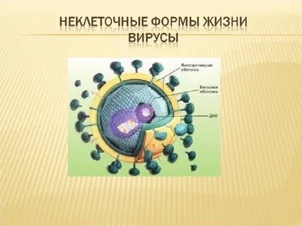 Проект форма жизни