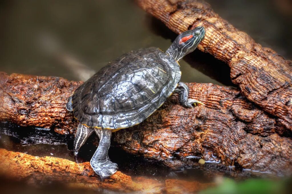 морская черепаха красноухая. зачем нужны черепахи. укус красноухой черепахи. родина обитания красноухих черепах. зачем нужны черепахи.
