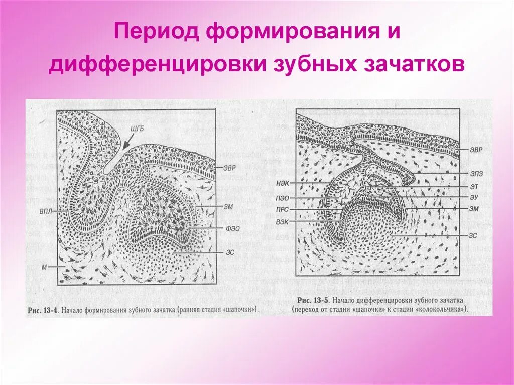 Стадии развития зуба. Препарат развитие зуба дифференцировка зубного зачатка. Развитие зуба стадия дифференцировки зубного зачатка. Период закладки зубных зачатков гистология. Развитие зуба (стадия дифференцировки) гистология препарат.