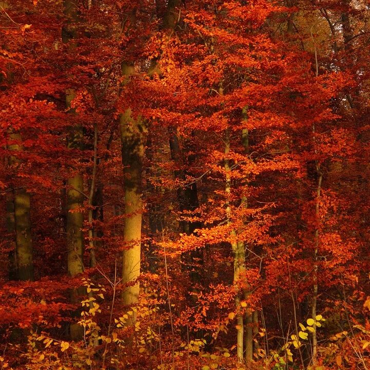 рыжий лес припять. осень в лесу. оранжевый лес геншин. лес и рыжая листва. красный лес припять.