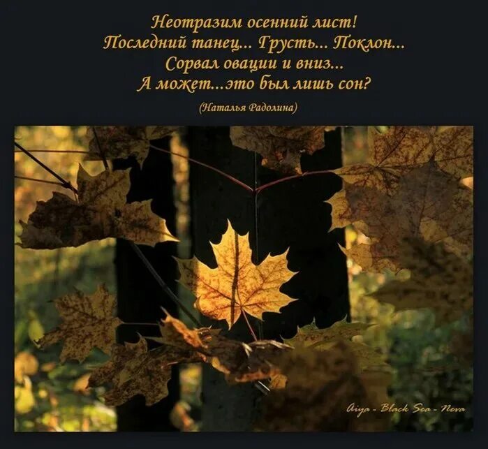 Ночью по листьям стучал беспрерывно. Цитаты про осеннюю листву. День собирания осенних листьев. Листья осень высказывания. Стихи про осенние листья.