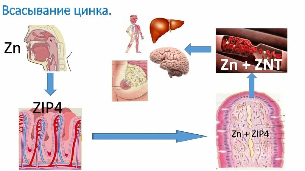 Где находится цинк в организме. Обмен цинка в организме. роль цинка в организме. цинк биохимия. цинк в организме человека.