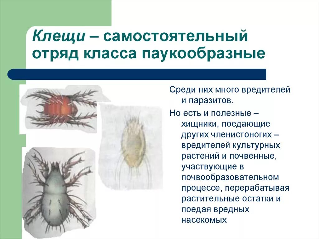 Представители класса признаки класса паукообразных. Представители класса признаки класса паукообразных