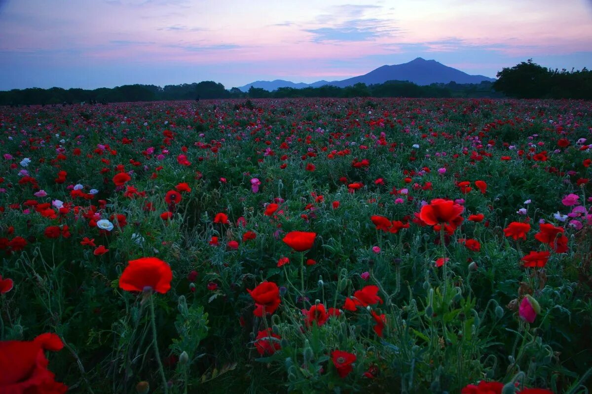 Лето вечер. Ночное поле. Ночная новозеландия. Сиреневое небо. Маковое поле ночью.