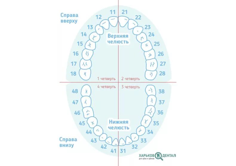 Нумерация зубов в стоматологии схема у взрослых. Схема зубов человека с нумерацией стоматологии. Номера зубов в стоматологии схема у взрослого. Нумерация детских зубов в стоматологии схема. Можно считать зубы