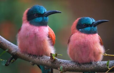 Необычный красивые птицы - 68 фото