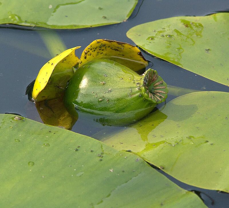 Кубышка (Nuphar). Nuphar lutea. Кубышка желтая (Nuphar lutea). Лягушка на кубышке. Кубышка номер