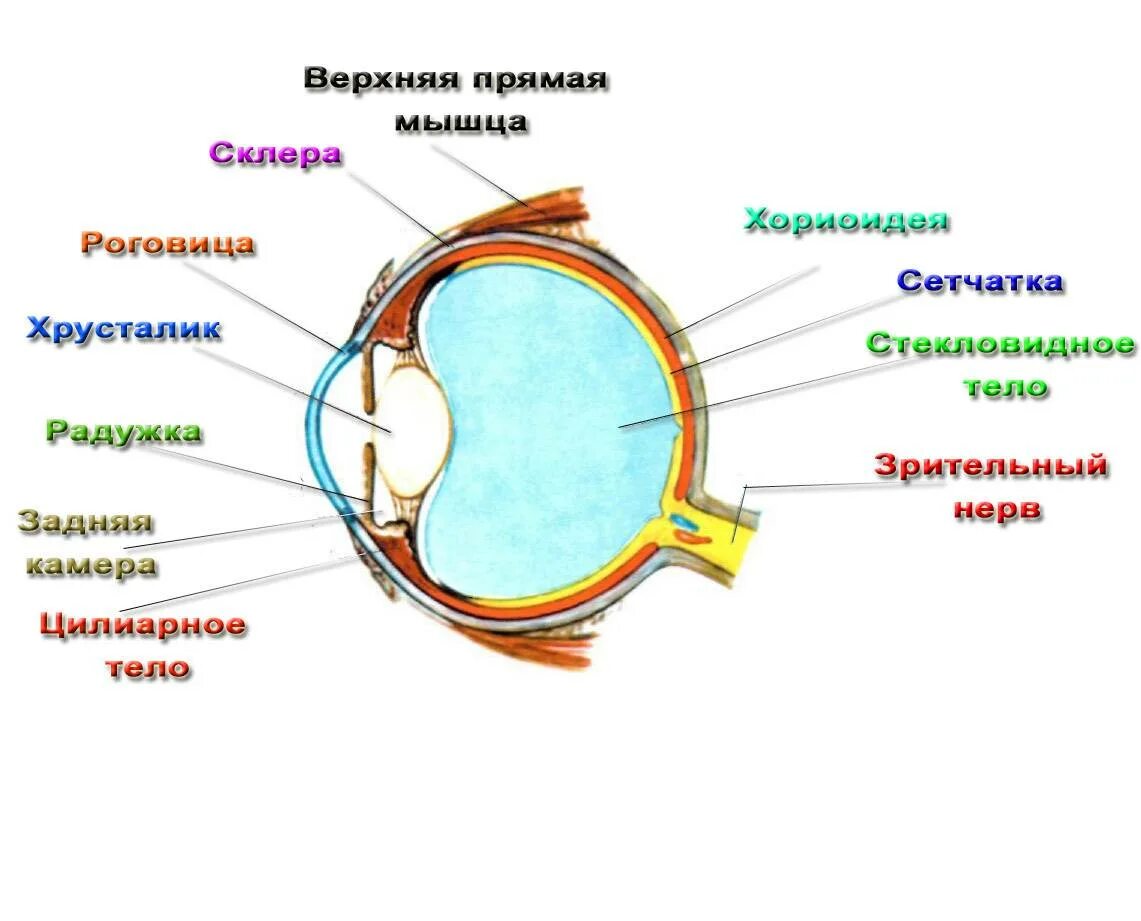 Глаз биология 8 класс кратко. Строение зрительного анализатора рисунок. Схема анализатора зрения. Анализатор строение и функции глаза. Анализаторы зрительный анализатор строение.