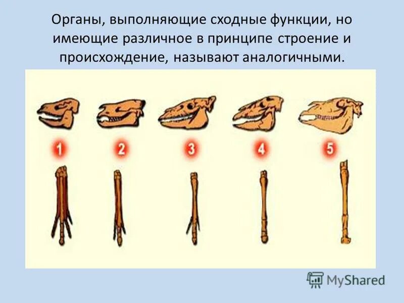 Органы сходные по функциям. Органы имеющие Разное строение и происхождение. Органы имеющие Разное происхождение но выполняющие сходные функции. Органы которые выполняют сходные функции. Как называется схожая Эволюция разных животных.