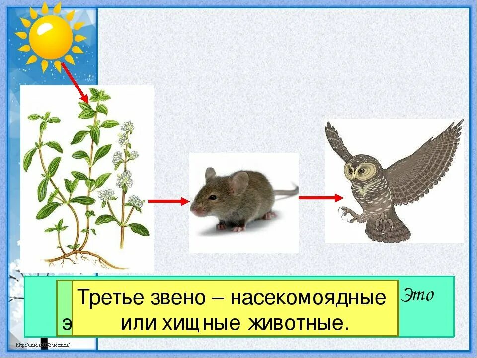 Невидимые нити в весеннем лесу примеры. Невидимые связи в природе. Неви димые нитии в приррде. Невидимая нить. Цепи питания.