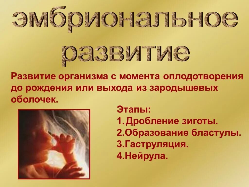 Что такое индивидуальное развитие организма. Индивидуальное развитие. эмбриональное и постэмбриональное развитие презентация. постэмбриональный период человека этапы. индивидуальное развитие организма человека.