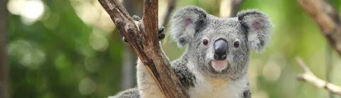 Koala-Kia Ora - Australien & Neuseeland.