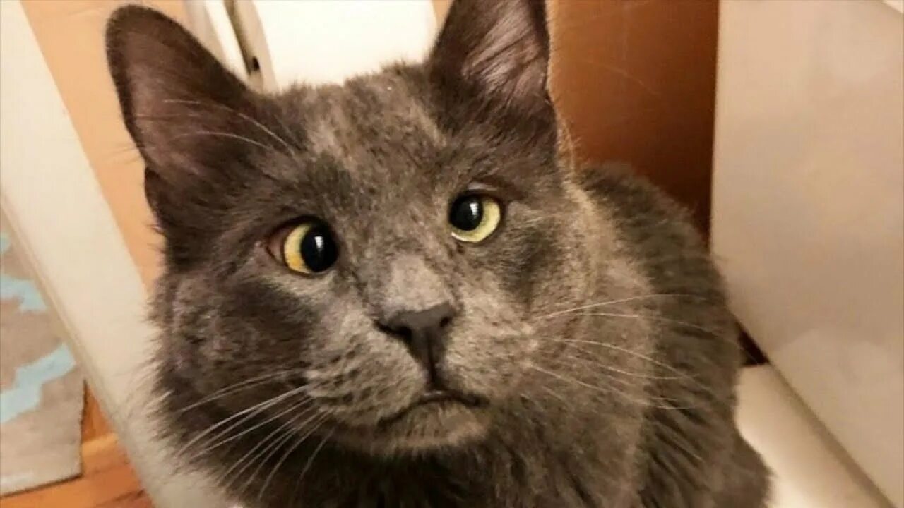 16 фото ростовского кота Феди, который покорил соцсети