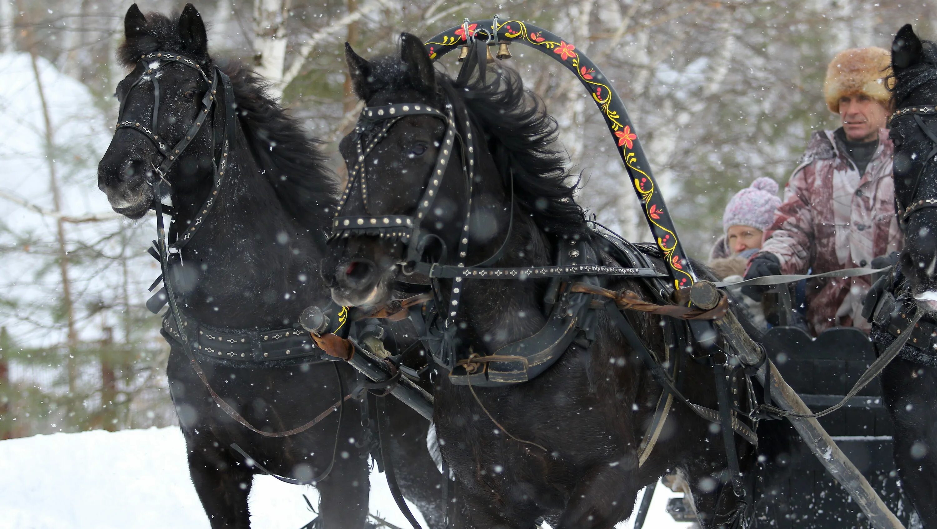 Звон тройки. Русская тройка вороных лошадей. Тройка вороных. Тройка гнедых. Тройка с бубенцами.