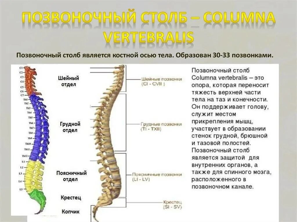 Позвоночник человека строение по отделам. Позвонки человека анатомия по отделам позвоночника. Строение позвоночника человека таблица отделы. Позвоночный столб строение и функции позвонков. Рассмотрите позвоночник и выделите его отделы