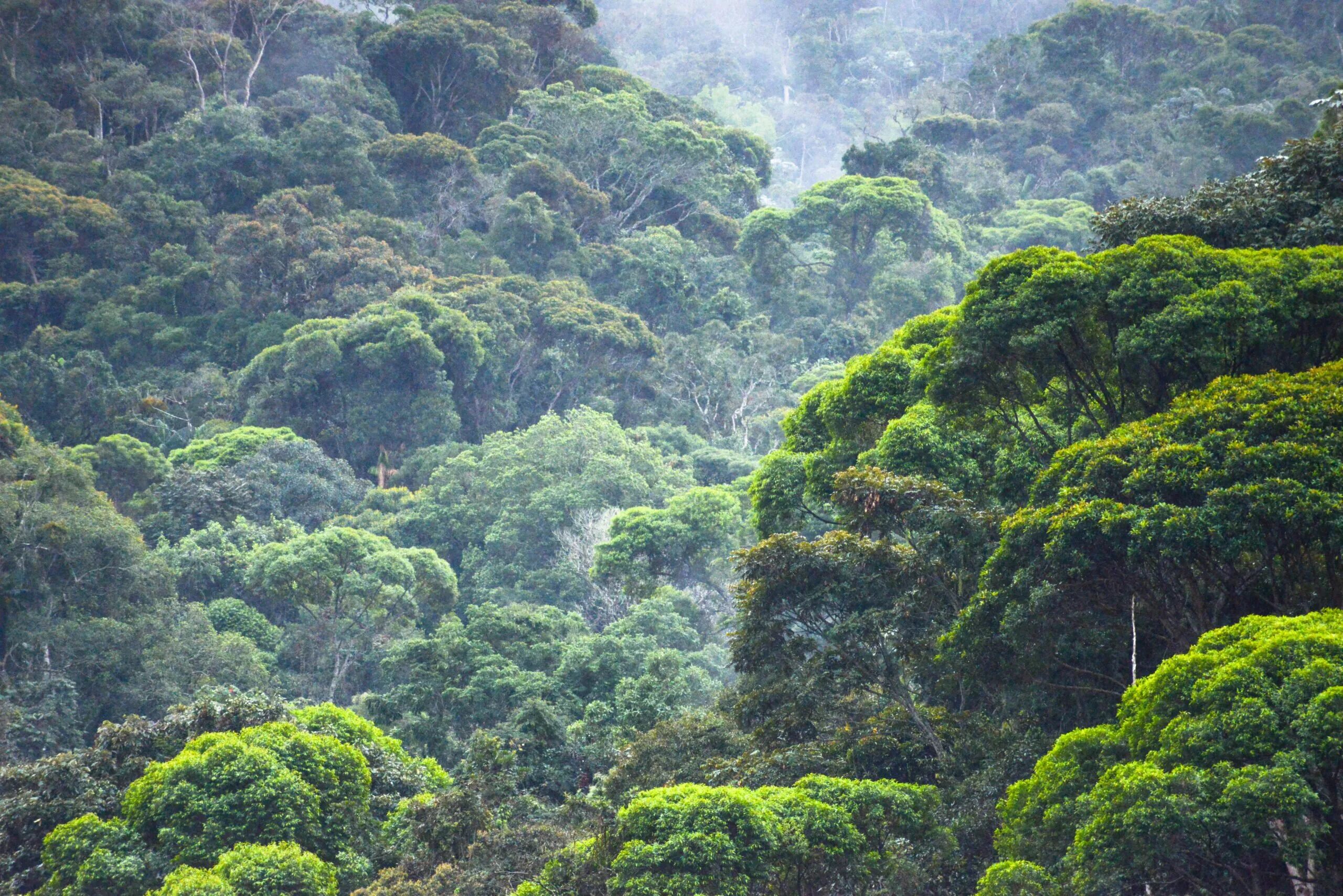 Атлантический лес Бразилии. Тропические леса амазонки в Бразилии. Лесные резерваты Юго-восточного Атлантического побережья. Мата Атлантика.