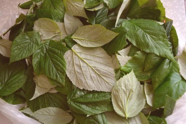 Малина листья. Чай из листьев малины. Листья малины смородины мяты. Ферментация листьев малины.