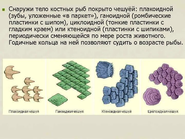 Типы костных чешуй у костистых рыб. Костная чешуя строение. Чешуя рыб плакоидная ганоидная и ктеноидная. Ганоидная чешуя костных рыб. Типы костной чешуи.