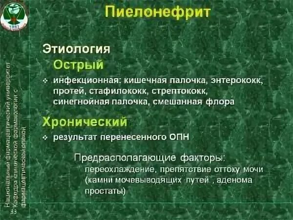Возбудитель пиелонефрита