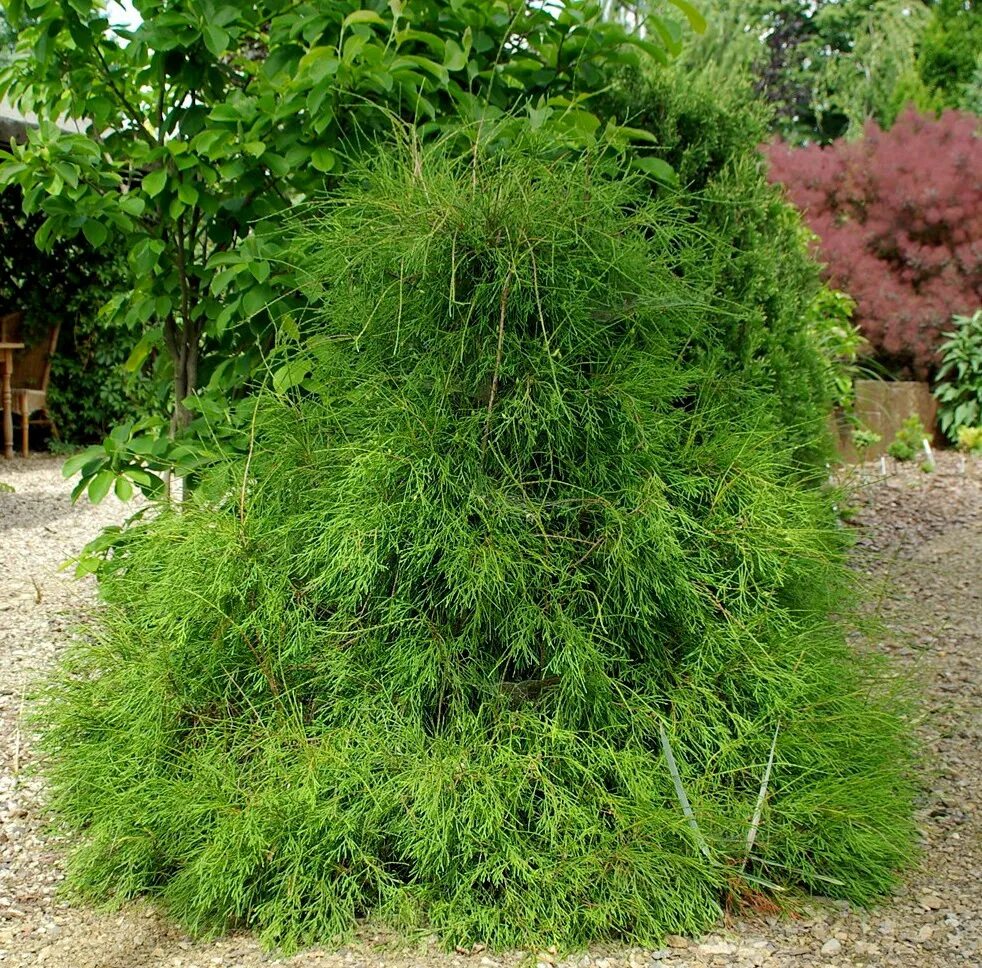 Какой сорт туи. Туя Филиформис. Туя складчатая Филиформис. Thuja occidentalis filiformis.