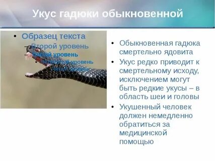 Умирают ли от укуса гадюки