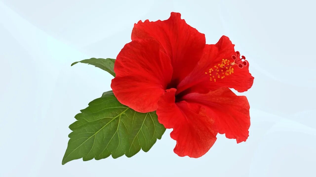 Каркаде (гибискус). Гибискус Hibiscus Atheline. Каркаде гибискус сабдариффа. Мугунхуа гибискус. Экстракт гибискуса