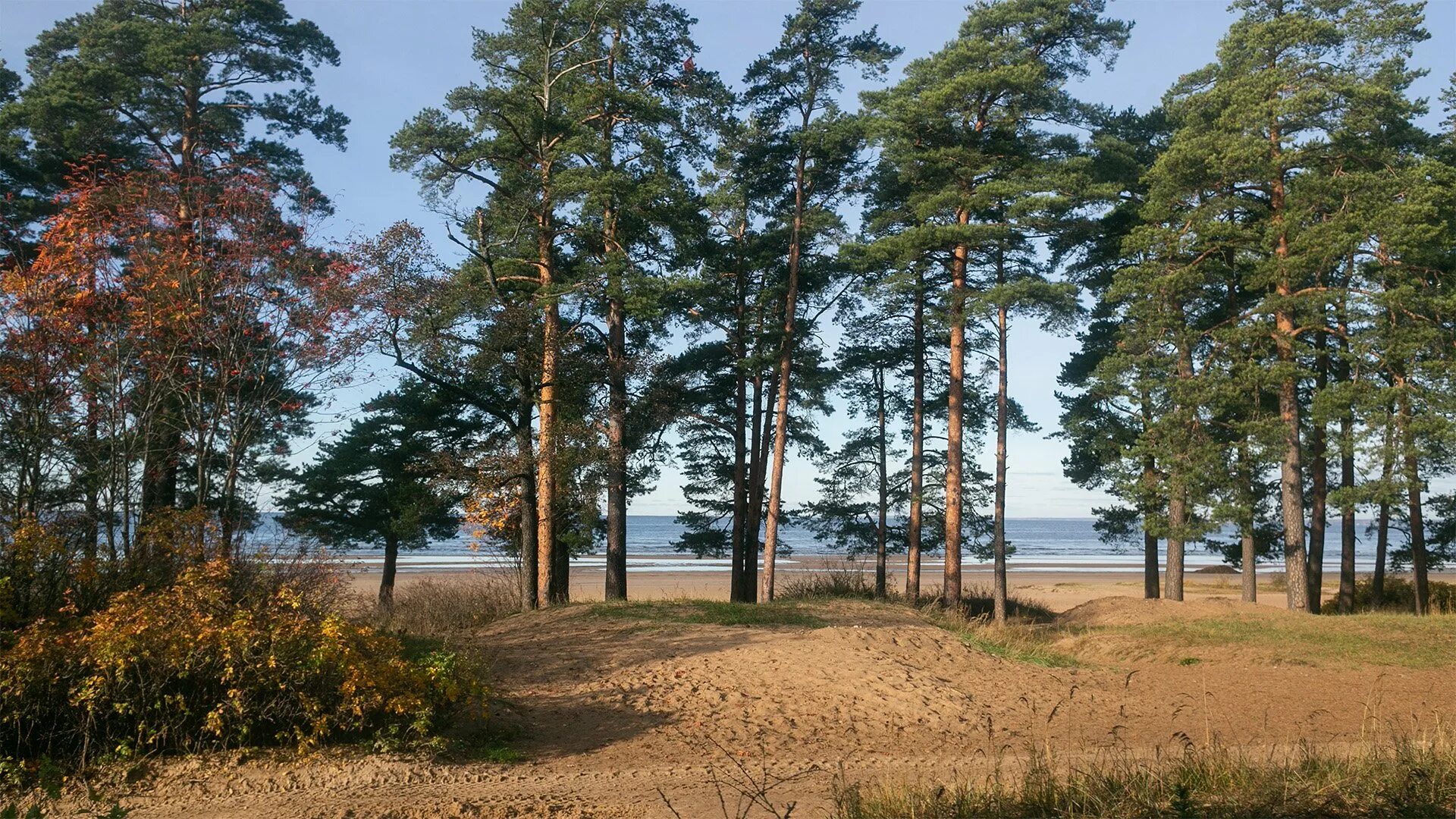 Сестрорецкий курорт где. Сестрорецкий курорт залив. Сестрорецк финский залив. Сестрорецк озеро разлив дюны. Сестрорецк сосны.