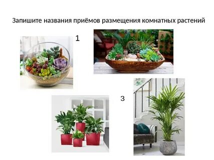 Способы размещения растений