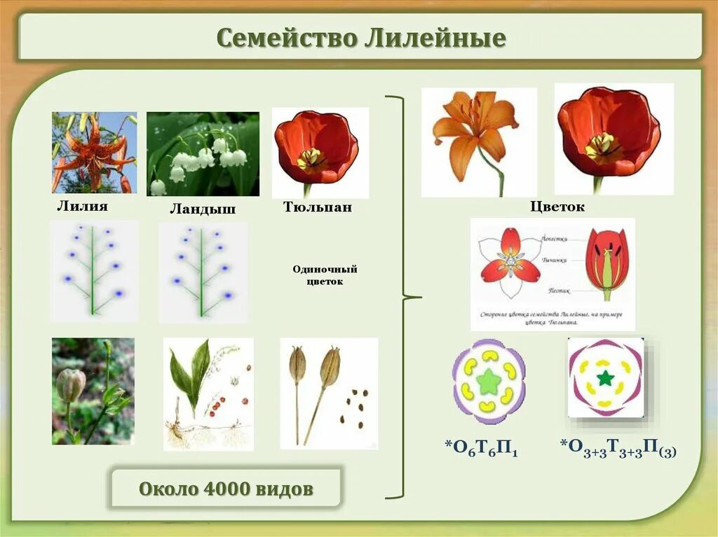 Какая формула цветка лилейных. Семейство Лилейные представители. Цветы семейства лилейных Дикие. Семейство Лилейные цветок тюльпан. Семейство Лилейные строение цветка.