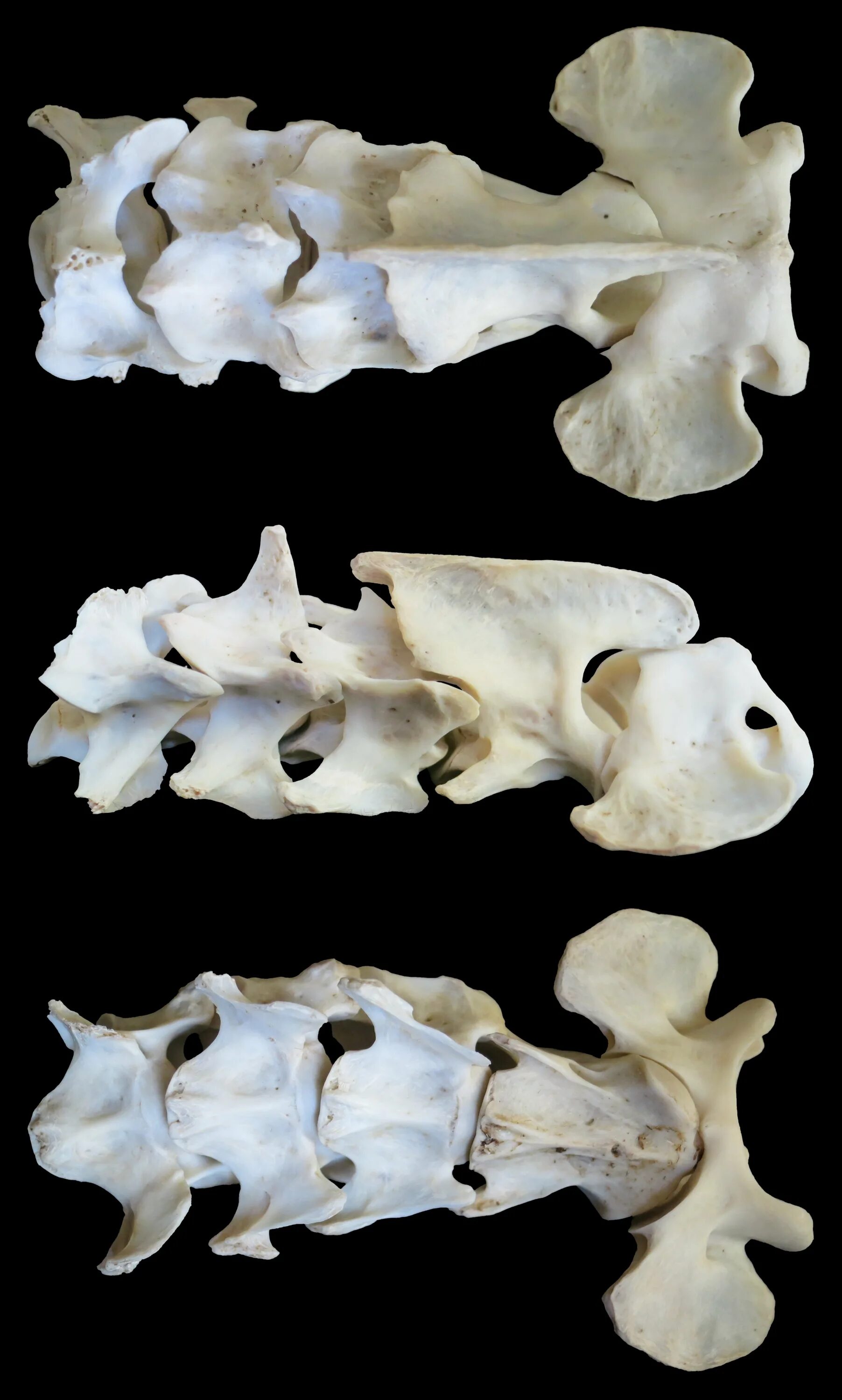 Особенности позвоночника собаки. Позвоночник собаки. Кошачий позвоночник. Позвоночник кошки.
