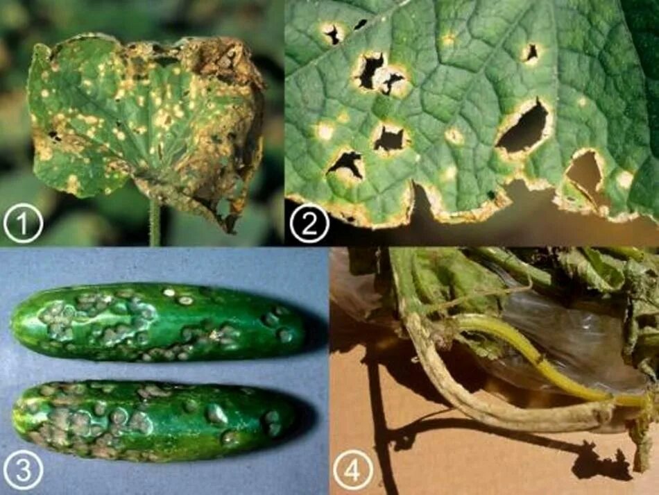 Огурцы антракноз Colletotrichum. Оливковая пятнистость огурца. Антракноз медянка огурцов. Болезни огурцов антракноз огурцов.