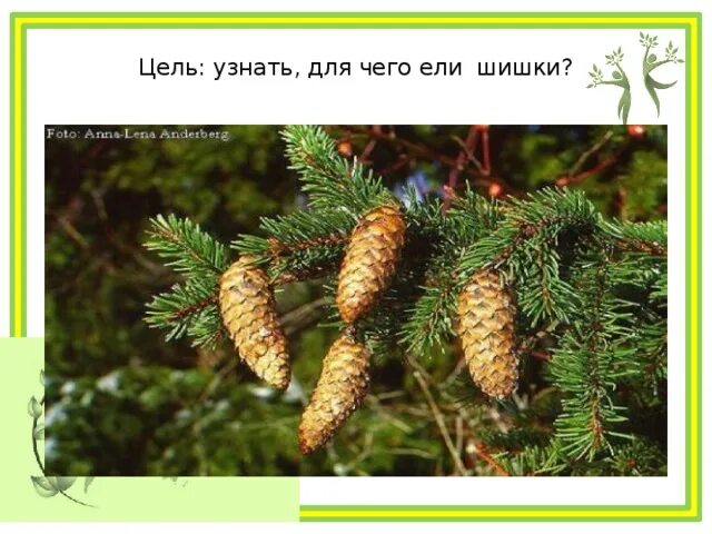 Хвойных деревьев раскрываются примета. Загадки про шишки для детей. шишки ели описание. шишки хвойных деревьев примета. шишки хвойных деревьев раскрываются.