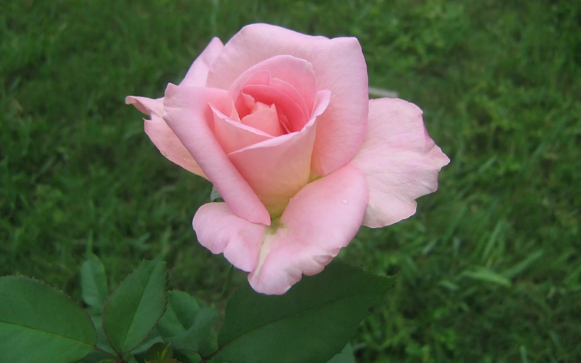 Розовые розы год песни
