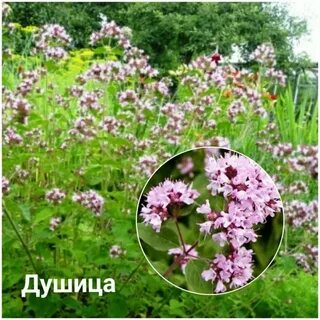 Чабрец и душица одно и тоже