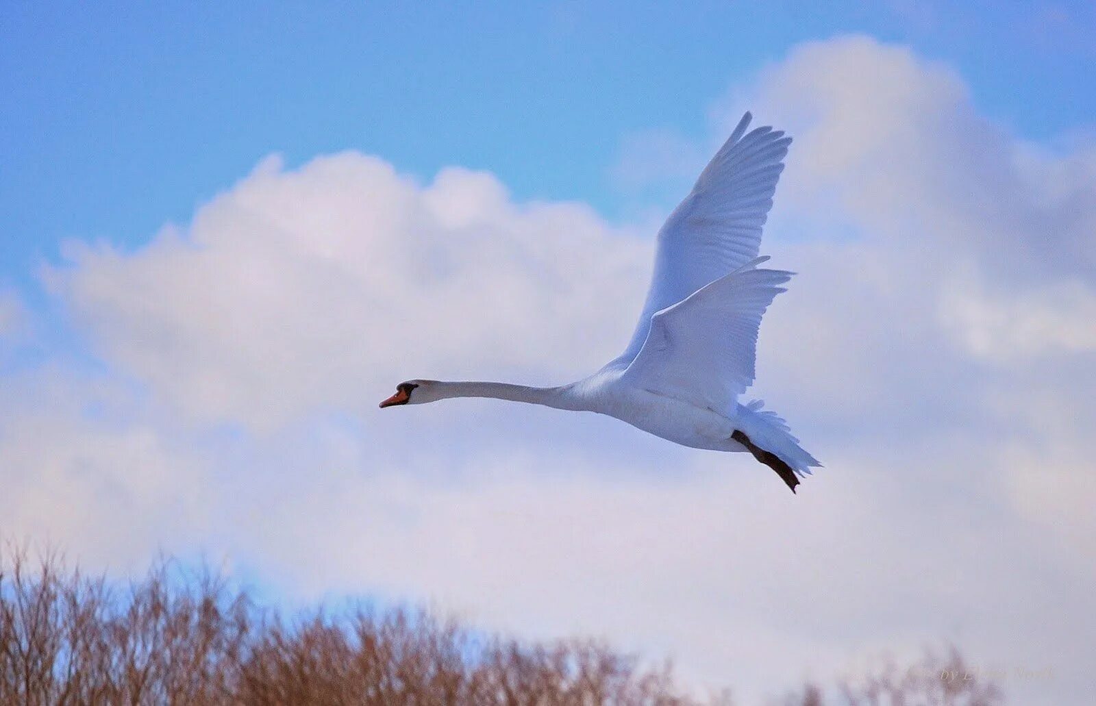 Белые лебеди над. Стая лебедей. Лебеди в небе. Лебеди (птицы). Лебеди на озере.