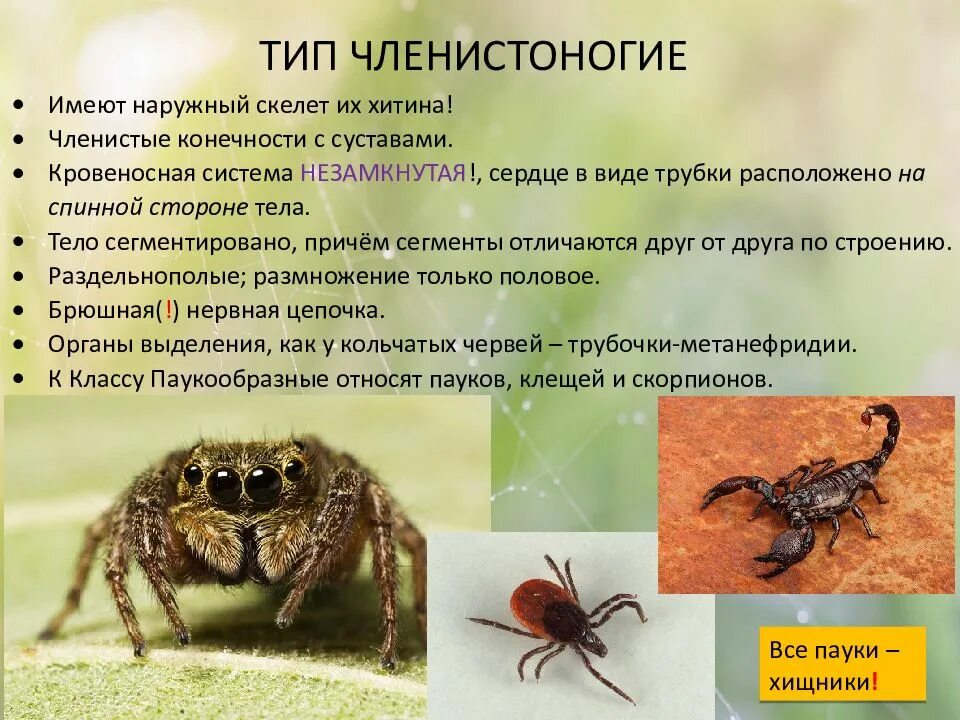 Какие черты паукообразных отличают от других членистоногих. Типы членистоногих. членистоногие виды животных. тип членистоногие тип. представители класса членистоногих.