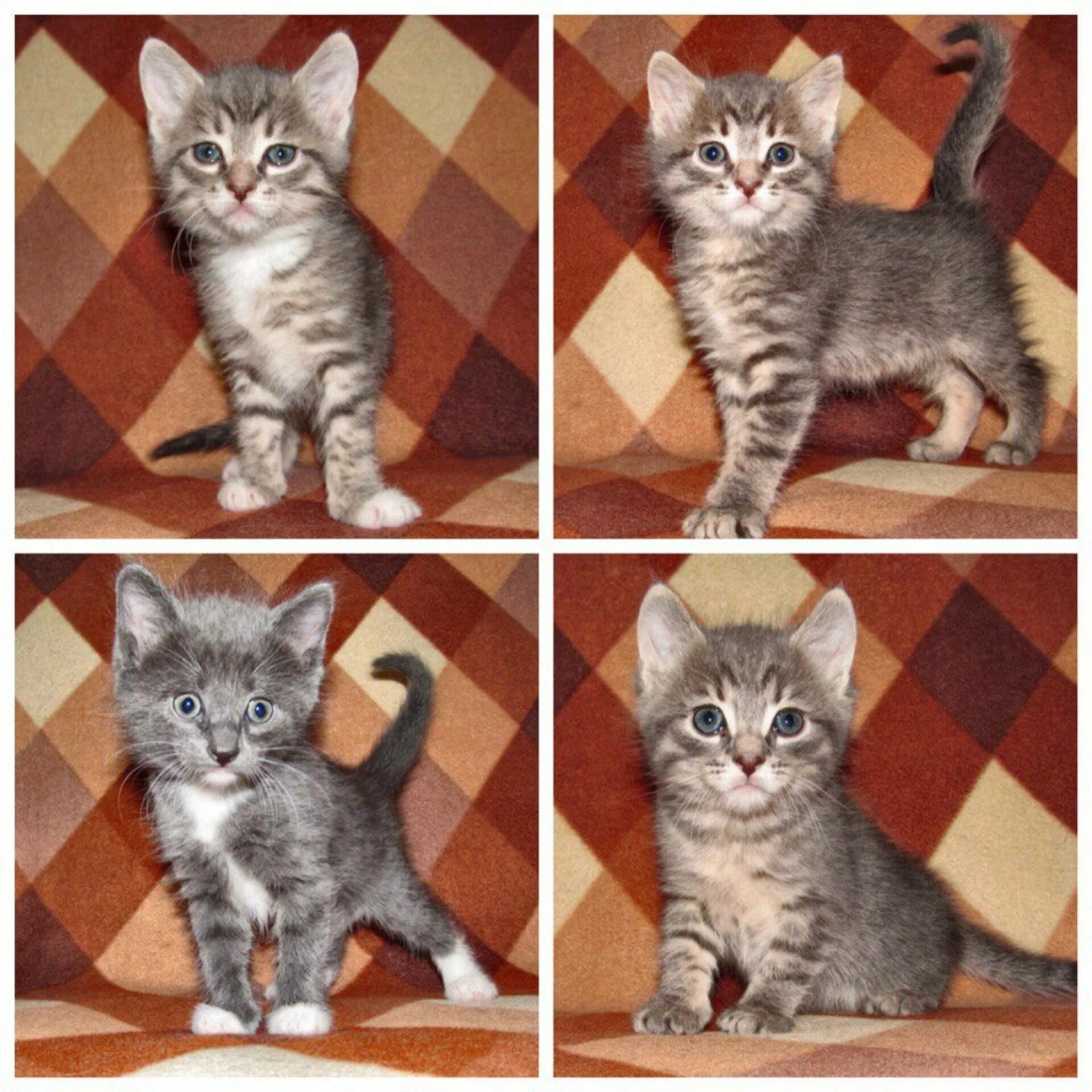 Котята по возрасту. Шотландские метисы котята прямоухие. Британские скоттиш страйт котята 5 месяцев. Котята по месяцам. Котята в разном возрасте.