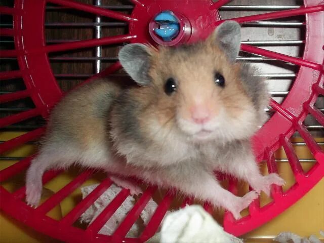 План наблюдения за хомяком. Колесо для хомяка. Дневник наблюдений за хомяком. Клетка для джунгарского хомяка. Хомячок в майнкрафте.