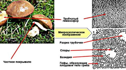 Трубчатое и пластинчатое плодовое тело. Трубчатый гименофор белого гриба. Строение белых грибов гименофор. Белый гриб гименофор строение. Поперечный срез пластинчатого гименофора шампиньона.