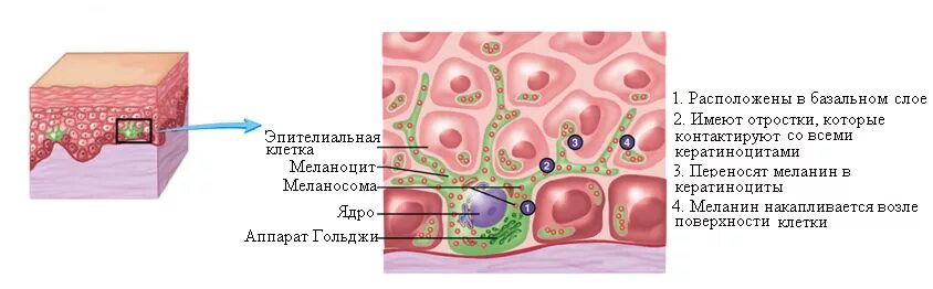 Пигмент кожи меланин находится. Клетки меланоциты эпидермиса кожи. Синтез меланина в коже схема. Меланоциты меланин кожа.